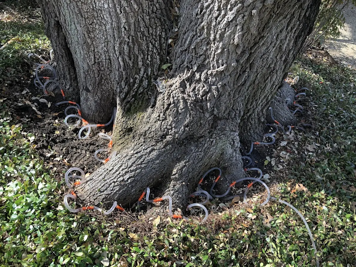 Detailed Tree Cabling and Bracing job site in Columbiaville