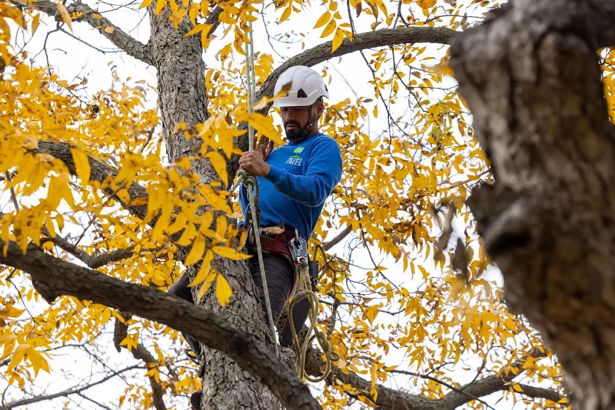 Skilled Tree Pruning crew working in Columbiaville